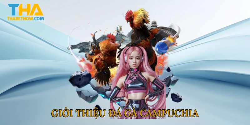 Giới thiệu đá gà Campuchia